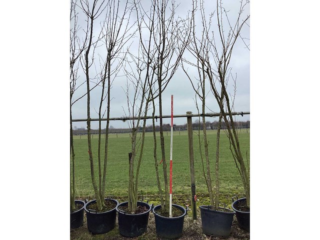 Japanse sierkers - meerstammige boom - afbeelding 2 van  2