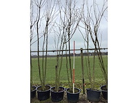 Japanse sierkers - meerstammige boom - afbeelding 2 van  2