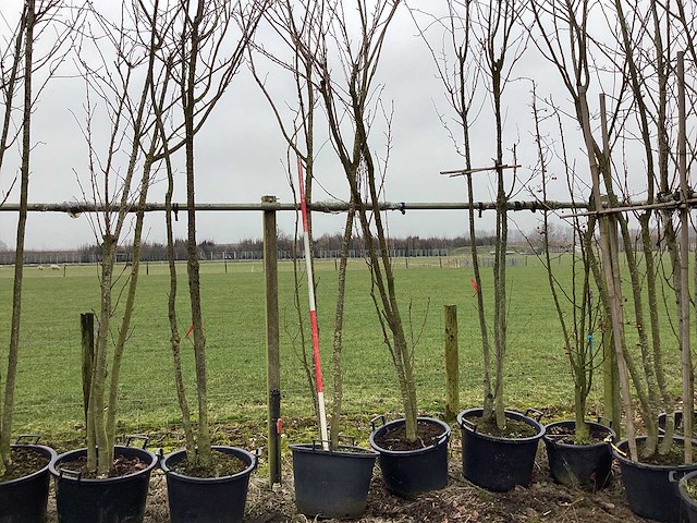 Japanse sierkers - meerstammige boom - afbeelding 1 van  2