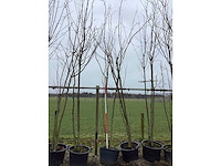 Japanse sierkers - meerstammige boom - afbeelding 2 van  2