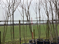 Japanse sierkers - meerstammige boom - afbeelding 1 van  2