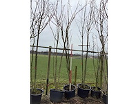 Japanse sierkers - meerstammige boom - afbeelding 2 van  2