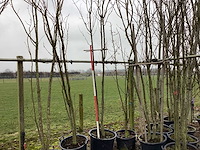 Japanse sierkers - meerstammige boom - afbeelding 1 van  2