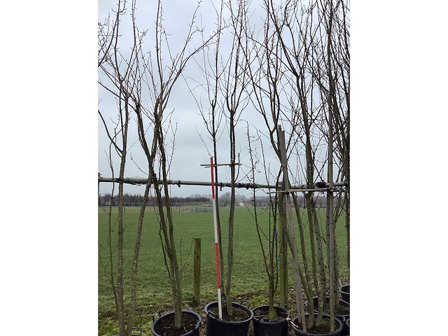 Japanse sierkers - meerstammige boom - afbeelding 2 van  2