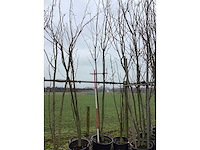 Japanse sierkers - meerstammige boom - afbeelding 2 van  2