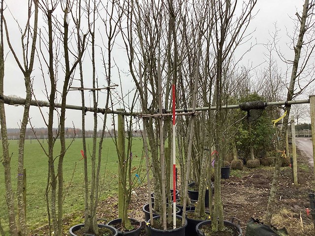 Japanse sierkers - meerstammige boom - afbeelding 1 van  2