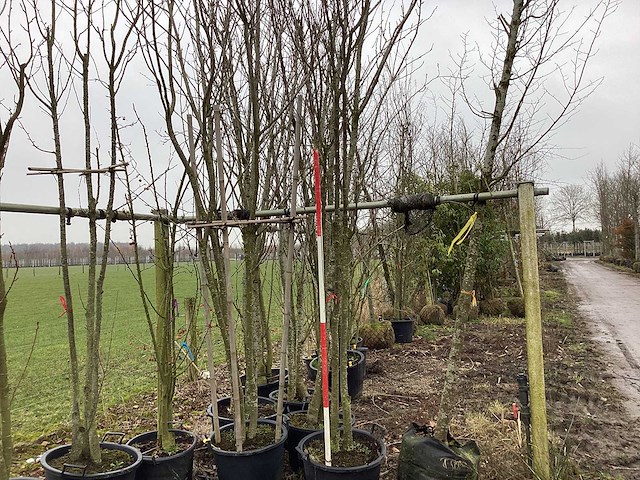 Japanse sierkers - meerstammige boom - afbeelding 2 van  2
