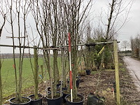 Japanse sierkers - meerstammige boom - afbeelding 2 van  2