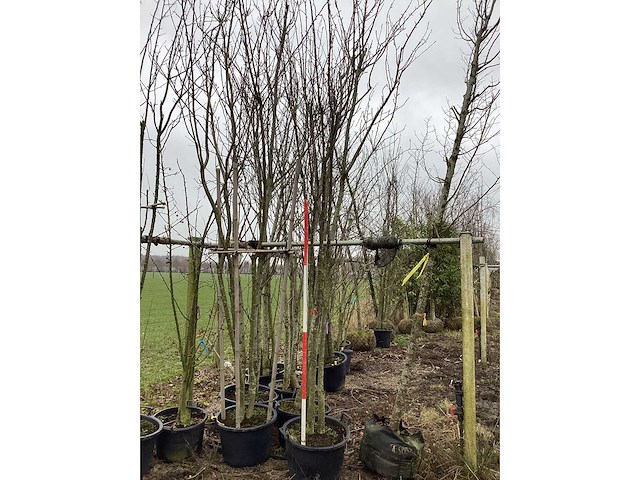 Japanse sierkers - meerstammige boom - afbeelding 1 van  2