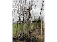 Japanse sierkers - meerstammige boom - afbeelding 1 van  2