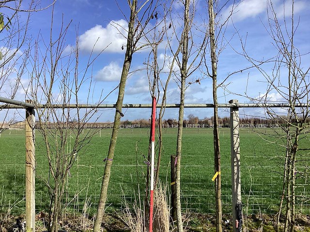 Japanse sierkers - meerstammige boom - afbeelding 1 van  2