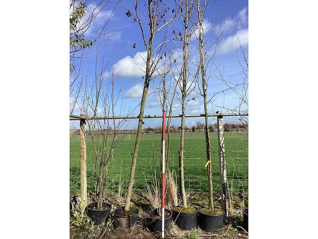 Japanse sierkers - meerstammige boom - afbeelding 2 van  2