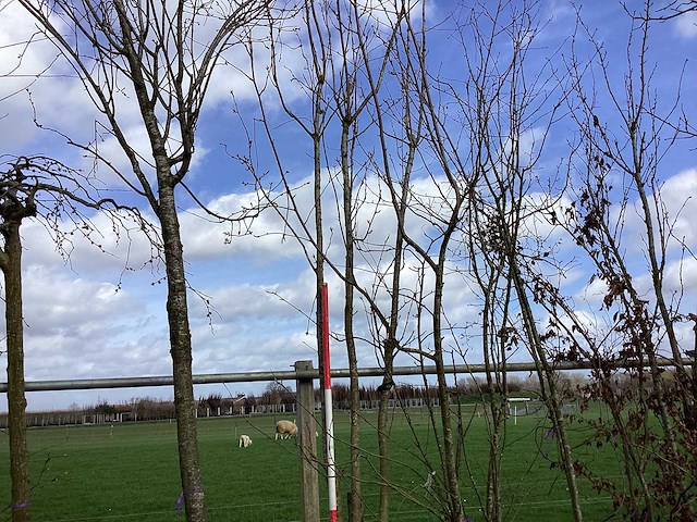 Japanse sierkers - meerstammige boom - afbeelding 1 van  2