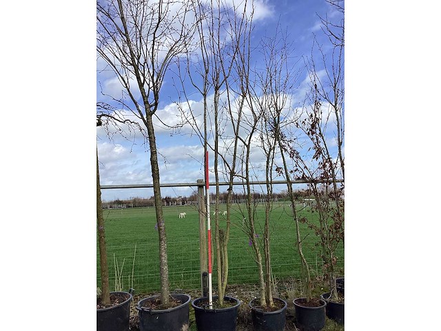 Japanse sierkers - meerstammige boom - afbeelding 2 van  2
