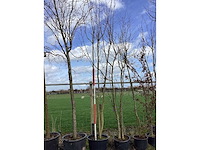 Japanse sierkers - meerstammige boom - afbeelding 2 van  2