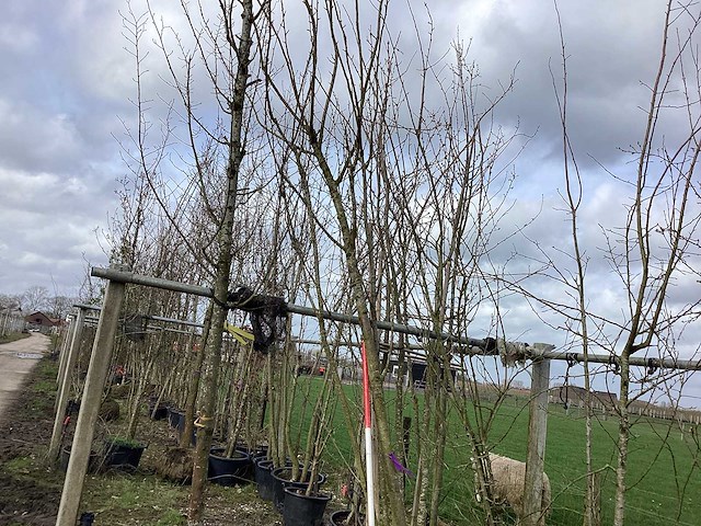 Japanse sierkers - meerstammige boom - afbeelding 1 van  2