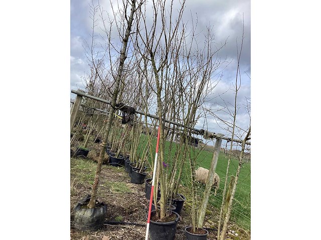 Japanse sierkers - meerstammige boom - afbeelding 2 van  2
