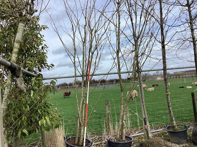 Japanse sierkers - meerstammige boom - afbeelding 1 van  2