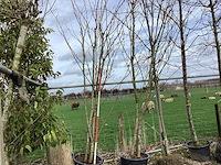 Japanse sierkers - meerstammige boom - afbeelding 1 van  2