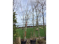 Japanse sierkers - meerstammige boom - afbeelding 2 van  2