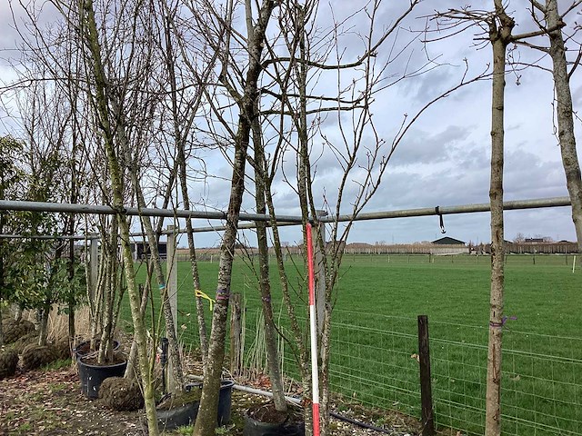 Japanse sierkers - meerstammige boom - afbeelding 1 van  2