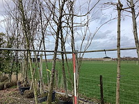 Japanse sierkers - meerstammige boom - afbeelding 1 van  2