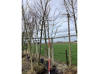 Japanse sierkers - meerstammige boom - afbeelding 2 van  2