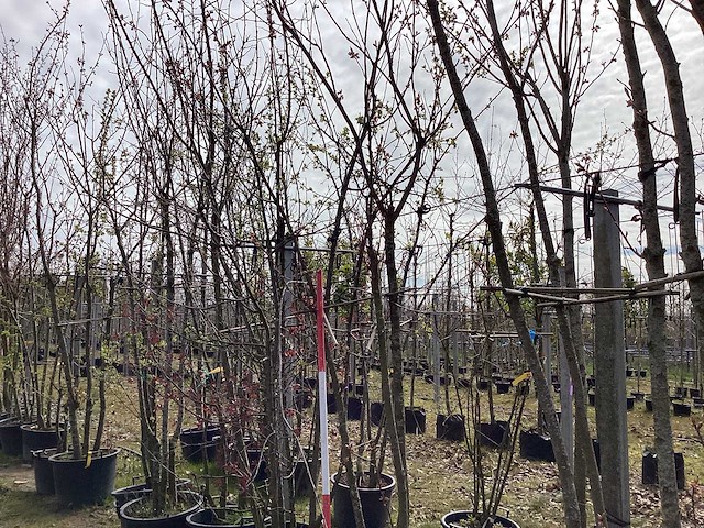 Japanse sierkers - meerstammige boom - afbeelding 1 van  2