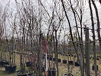 Japanse sierkers - meerstammige boom - afbeelding 1 van  2