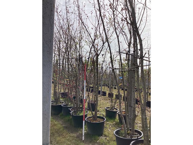 Japanse sierkers - meerstammige boom - afbeelding 2 van  2