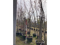 Japanse sierkers - meerstammige boom - afbeelding 2 van  2