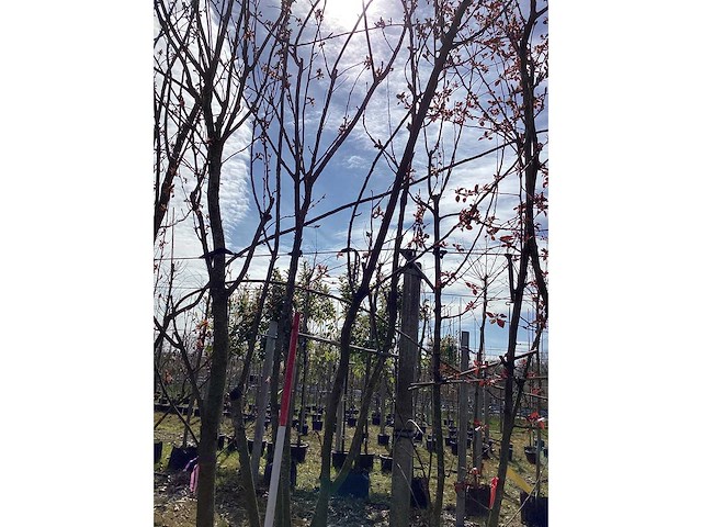 Japanse sierkers - meerstammige boom - afbeelding 1 van  1