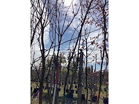 Japanse sierkers - meerstammige boom - afbeelding 1 van  1