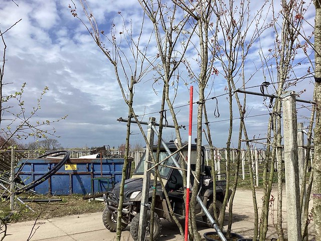 Japanse sierkers - meerstammige boom - afbeelding 1 van  2
