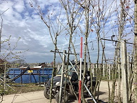 Japanse sierkers - meerstammige boom - afbeelding 1 van  2