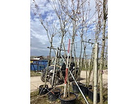 Japanse sierkers - meerstammige boom - afbeelding 2 van  2