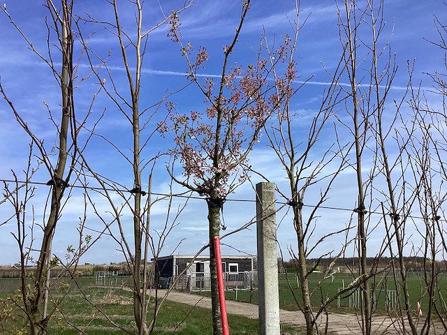 Japanse sierkers - sierbomen - afbeelding 1 van  2