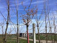 Japanse sierkers - sierbomen