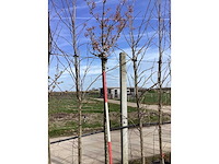 Japanse sierkers - sierbomen - afbeelding 2 van  2