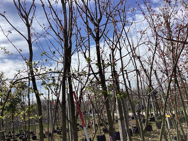 Japanse sierkers - sierboom (2x) - afbeelding 1 van  2