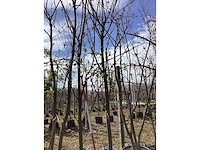 Japanse sierkers - sierboom (2x) - afbeelding 2 van  2