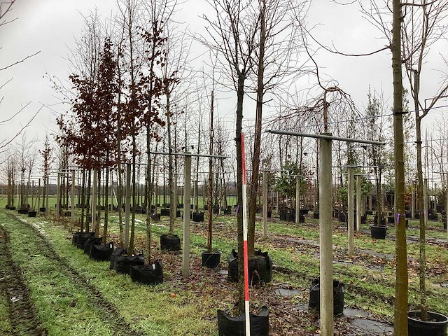 Japanse sierkers - sierboom - afbeelding 1 van  3