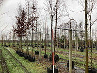 Japanse sierkers - sierboom - afbeelding 1 van  3