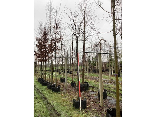 Japanse sierkers - sierboom - afbeelding 2 van  3