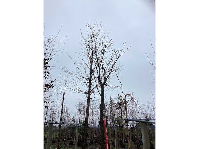 Japanse sierkers - sierboom - afbeelding 3 van  3