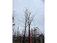 Japanse sierkers - sierboom - afbeelding 3 van  3