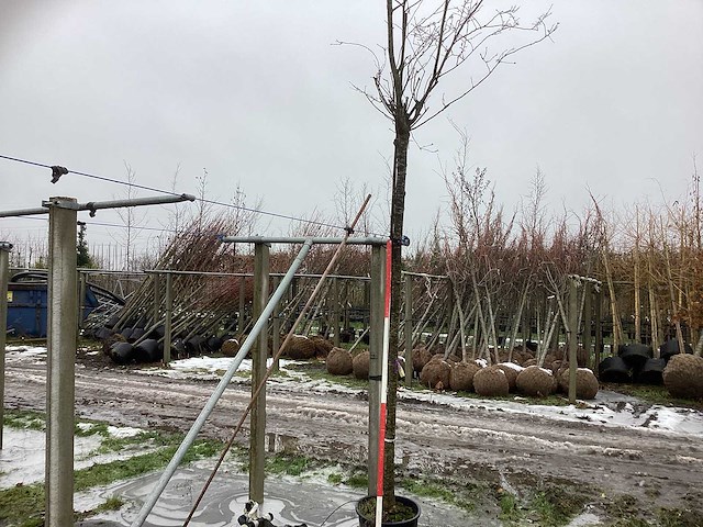 Japanse sierkers - sierboom - afbeelding 1 van  3