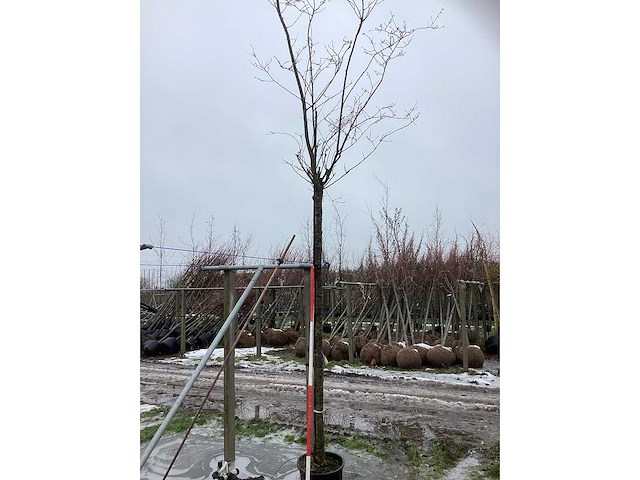 Japanse sierkers - sierboom - afbeelding 2 van  3