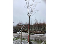 Japanse sierkers - sierboom - afbeelding 2 van  3