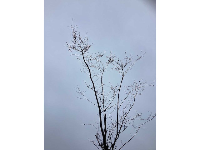 Japanse sierkers - sierboom - afbeelding 3 van  3